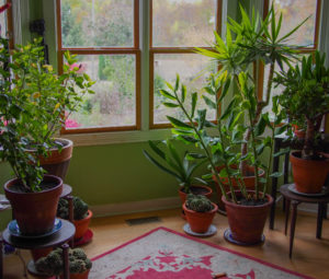 Improve Indoor Air Quality With Plants