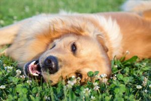 Pets and HVAC systems in Trenton New Jersey