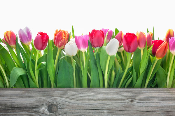 image of spring flowers depicting spring hvac maintenance