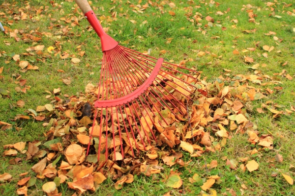 raking leaves from the garden near the generator area