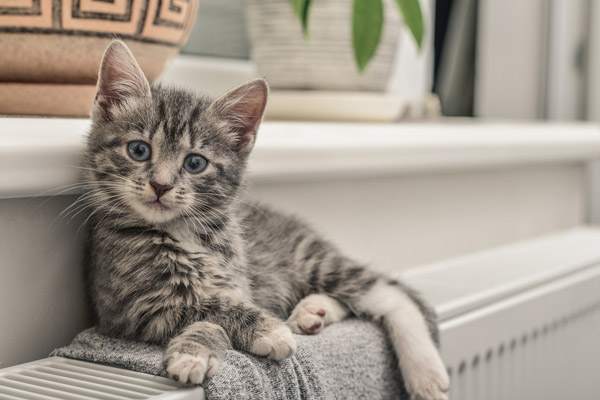 image of a kitten on a hot water radiator depicting hydronic home heating