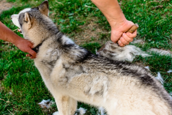 dog owner brushing Husky dog outdoor to avoid poor iaq