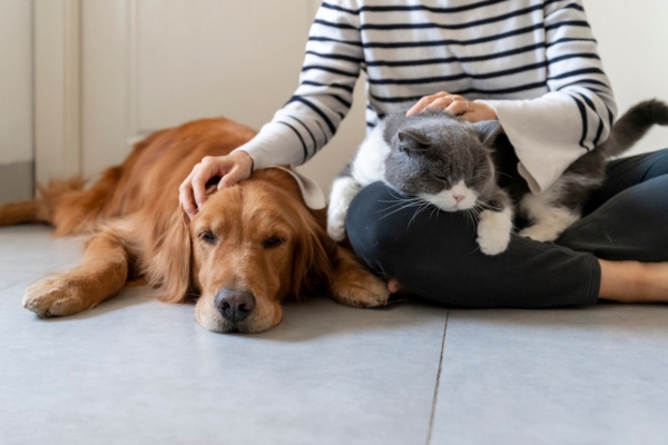 homeowner lounging indoors with a cat and a dog